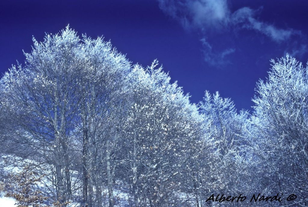 La faggeta gelata sul versante nord del Monte Accellica. Foto Alberto Nardi