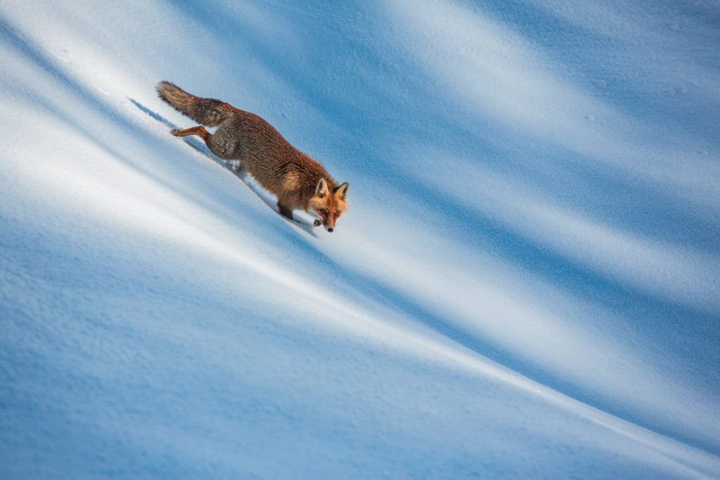 Volpe rossa (Vulpes vulpes) Molise foto di Bruno D'Amicis