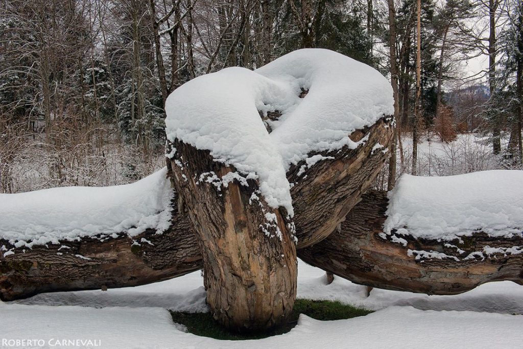 Arte Sella, Radice comune. Foto Roberto Carnevali
