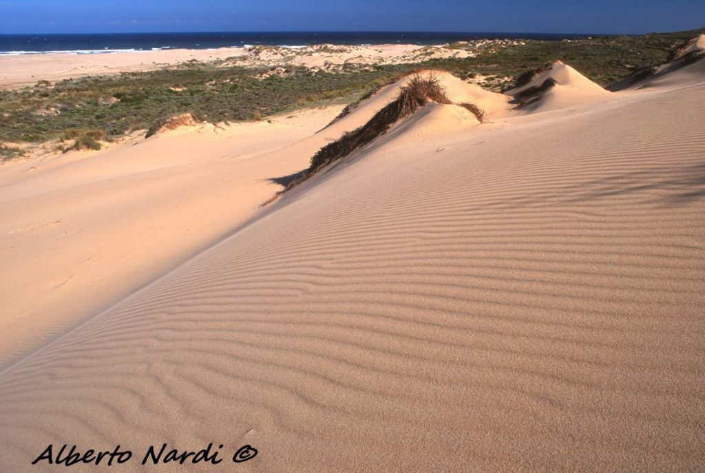 Camminare sulle dune, piacevole ma faticoso. Foto Alberto Nardi