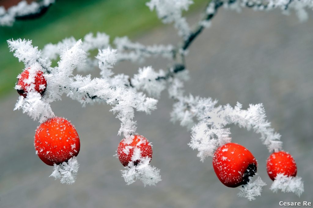 Bacche rosse; Campanile e Cima Val di Roda. Foto Cesare Re
