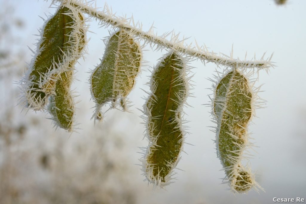 Foglie. Campanile e Cima Val di Roda. Foto Cesare Re