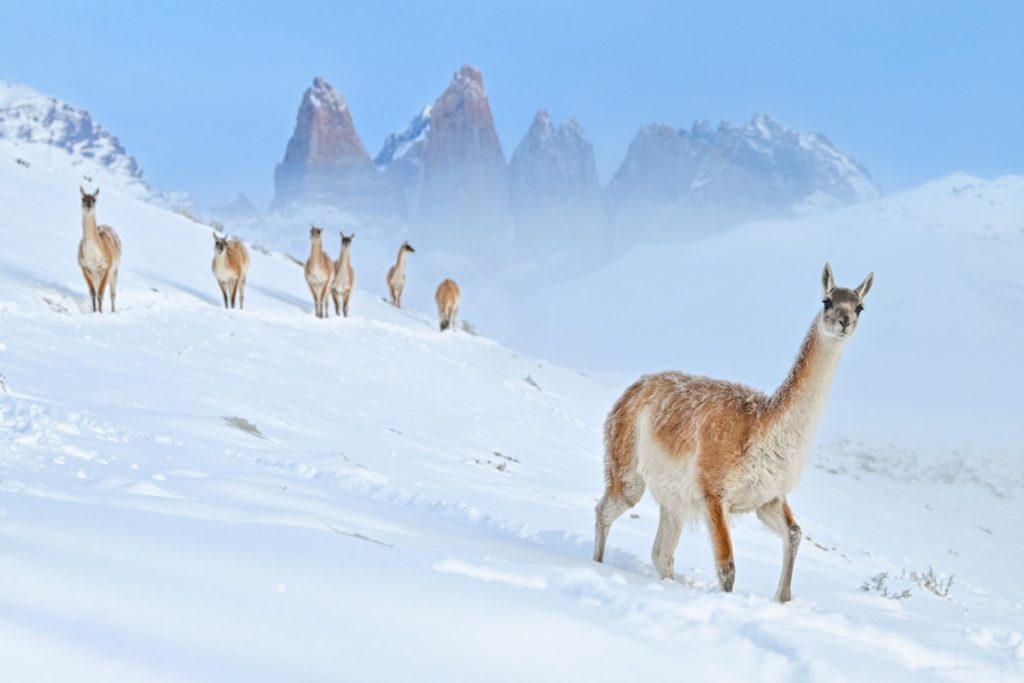 Curious Guanaco. Foto Charles Janson