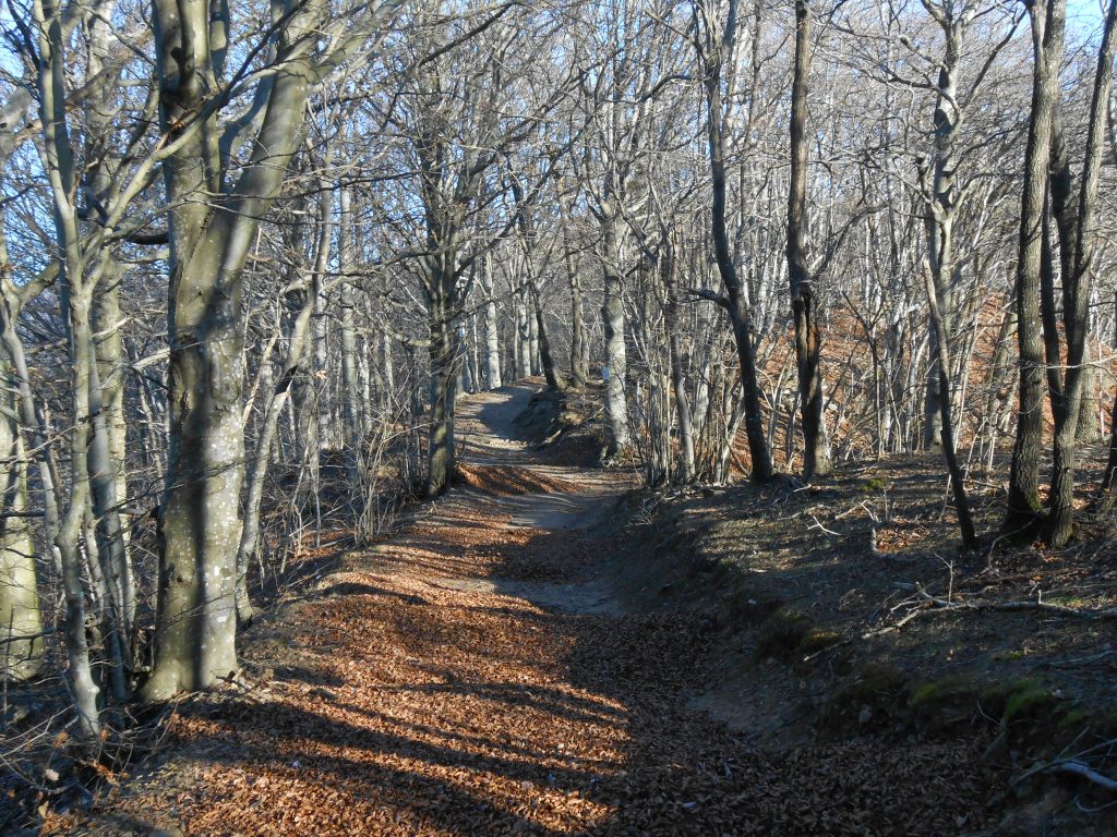 Faggeta nei pressi del Monte Sebanco. Foto Lorenzo Volpe