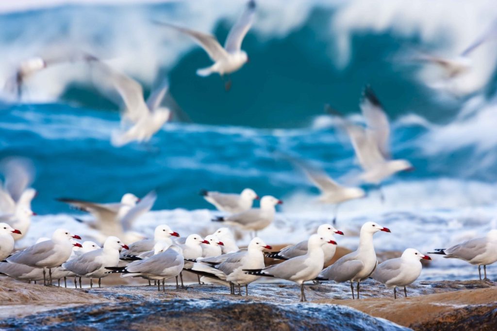 Gabbiano corso (Larus audouinii) Puglia foto di Ugo Mellone