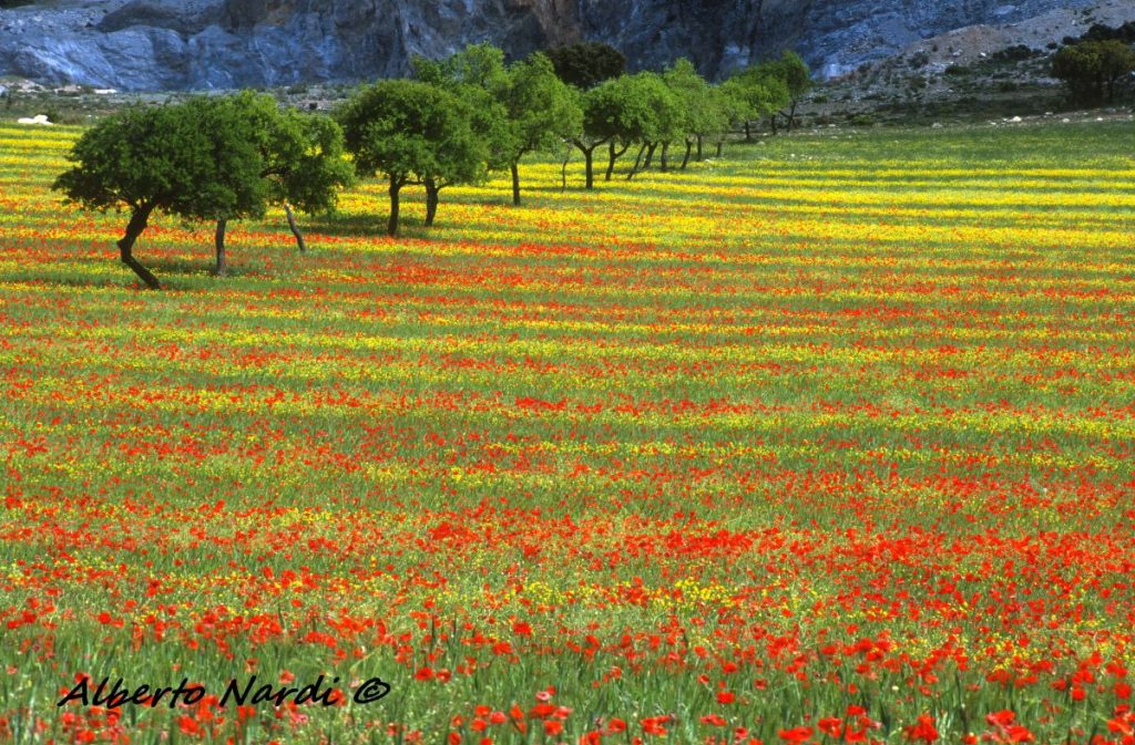La campagna a ridosso della costa. Foto Alberto Nardi