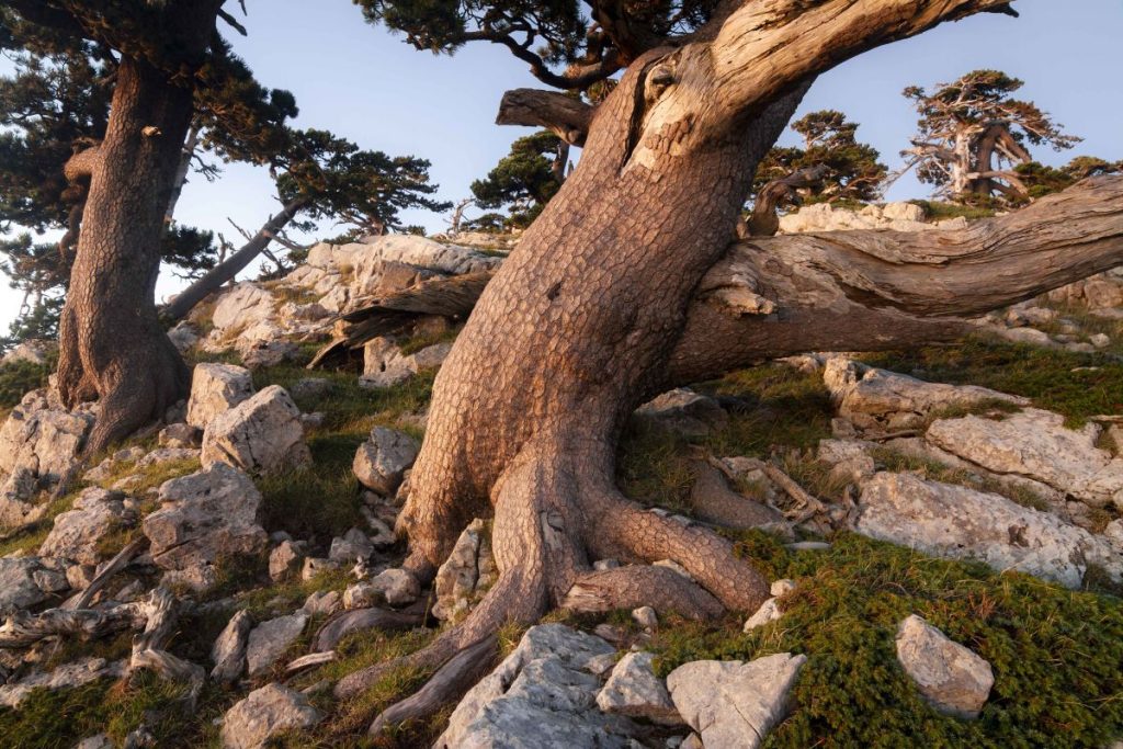 Pino loricato (Pinus leucodermis) Basilicata foto di Ugo Mellone