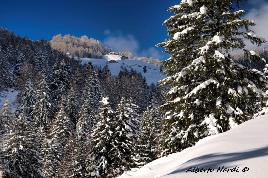 Abeti innevarti salendo verso il Mortirolo. Foto Alberto Nardi