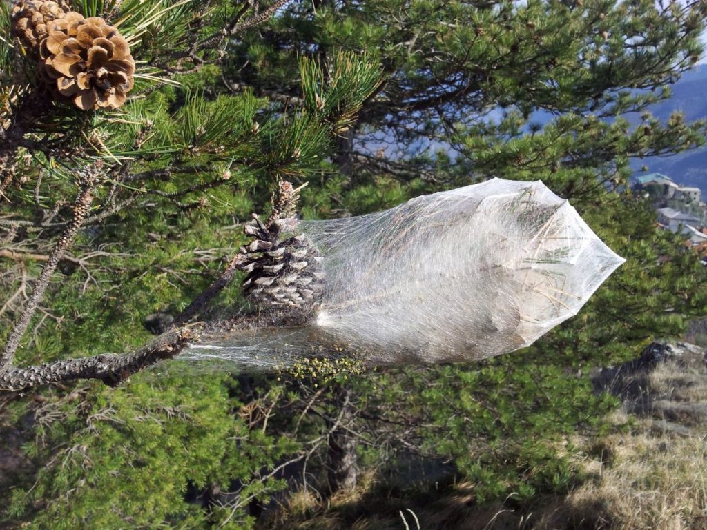 Larve di processionaria infestanti un pino @AdobeStock