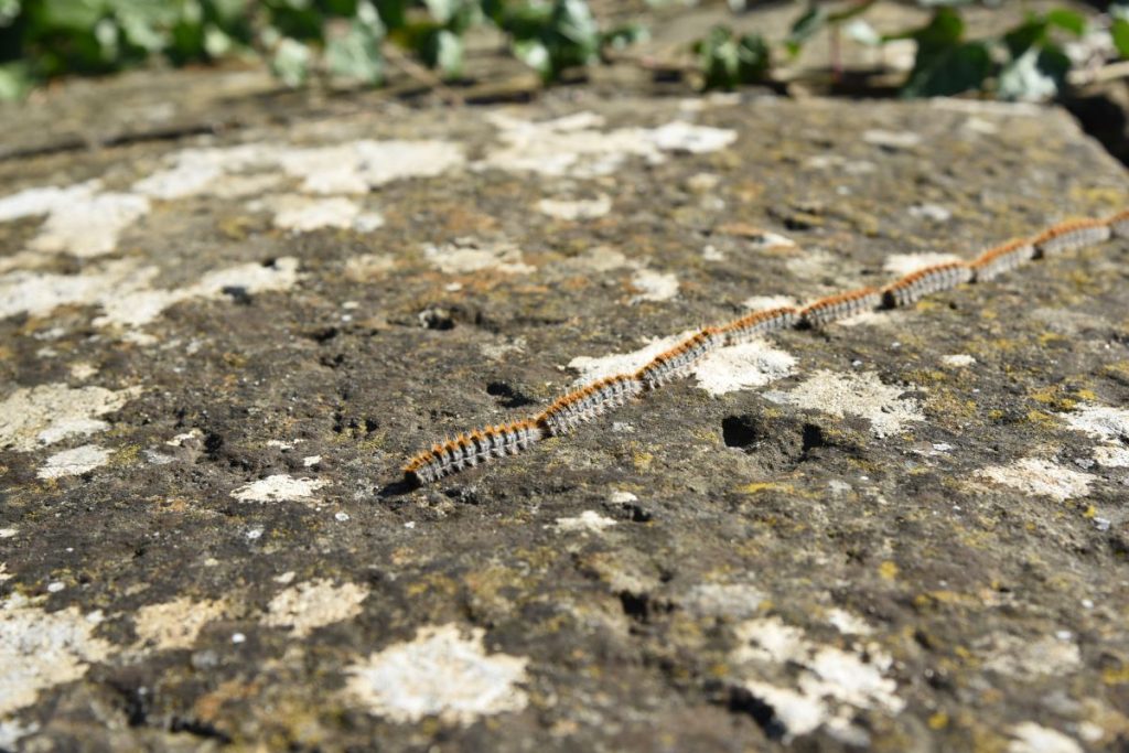 La caratteristica fila delle processionarie @ AdobeStock