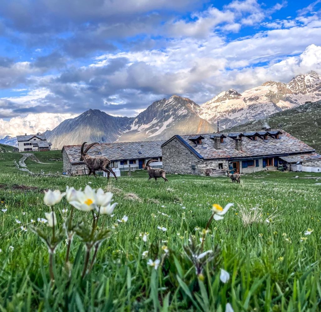 Primavera al rifugio. Foto FB Rifugio Vittorio Sella