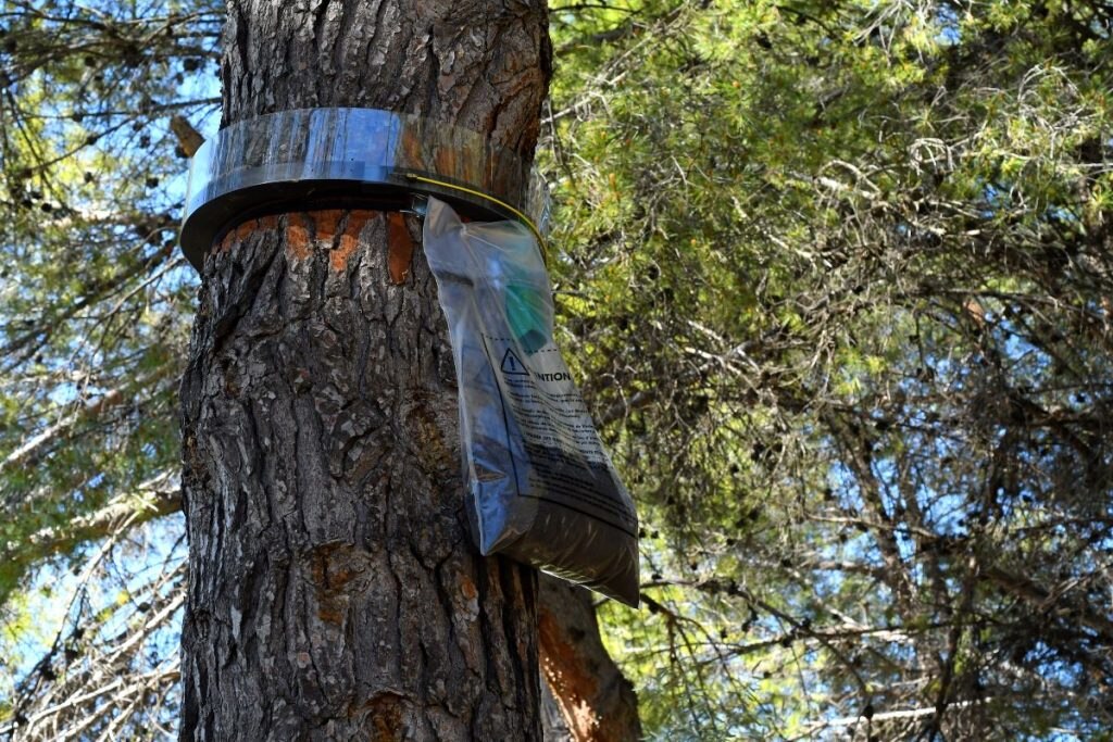 Trappola anti processionaria. @ AdobeStock