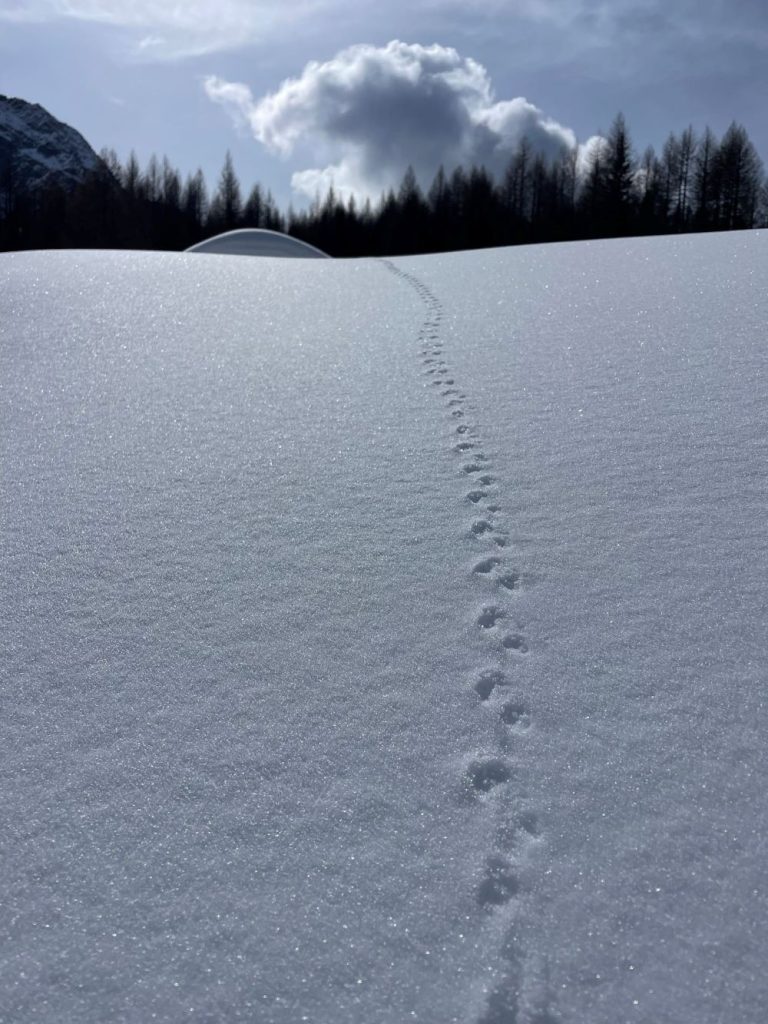 Uno stimolo alla coabitazione, foto M. Comi