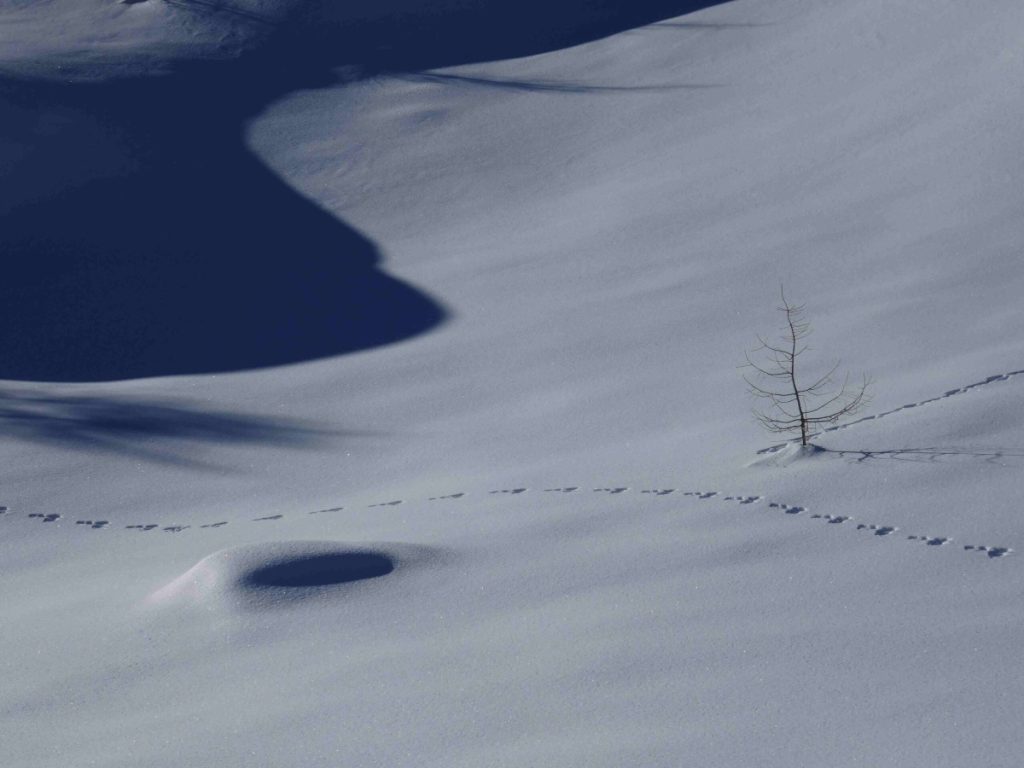 Mille segni raccontano che quassù abita qualcun altro prima di noi, foto M. Comi