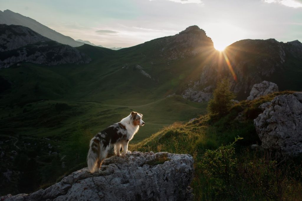 Momento magico. Ma se adesso vede una marmotta o un capriolo potrebbero essere guai @ AdobeStock