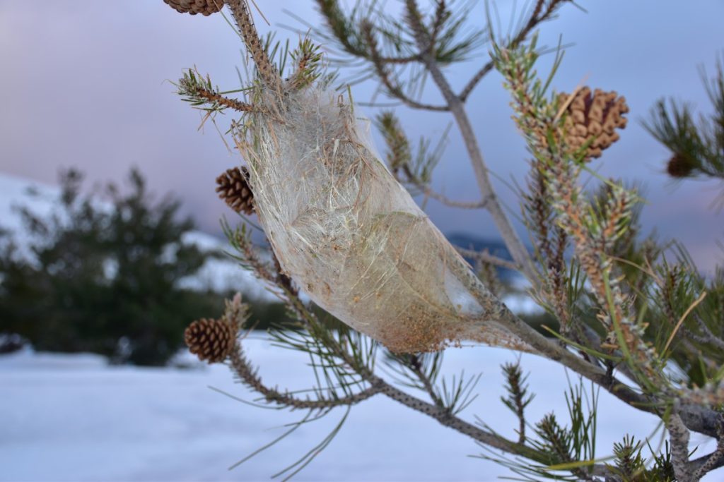 Negli ultimi anni le processionarie sono salite anche a quote alte. @ AdobeStock