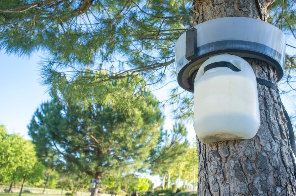 Una speciale trappola posta a tutela dei pini. @ AdobeStock