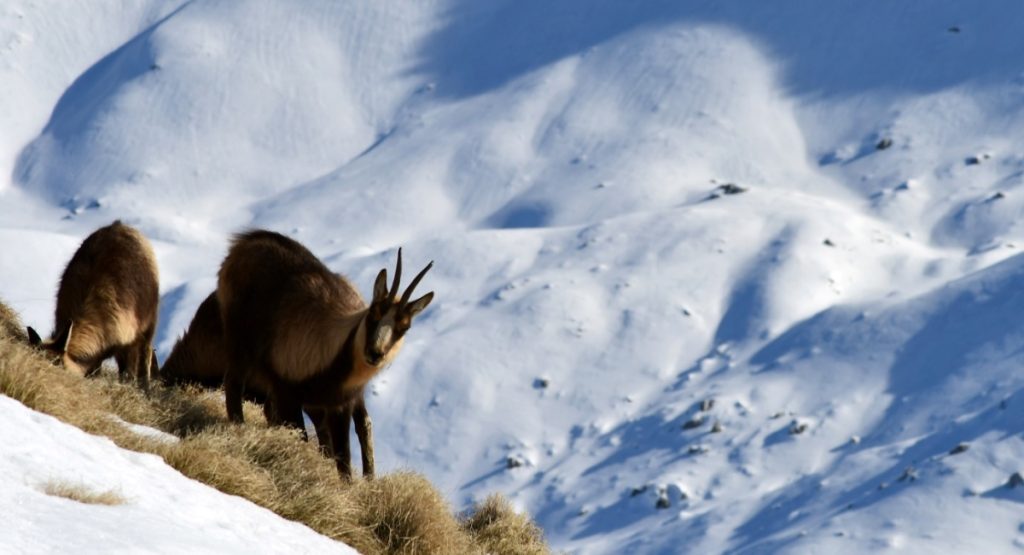 Camosci sulla Meta, foto Stefano Ardito