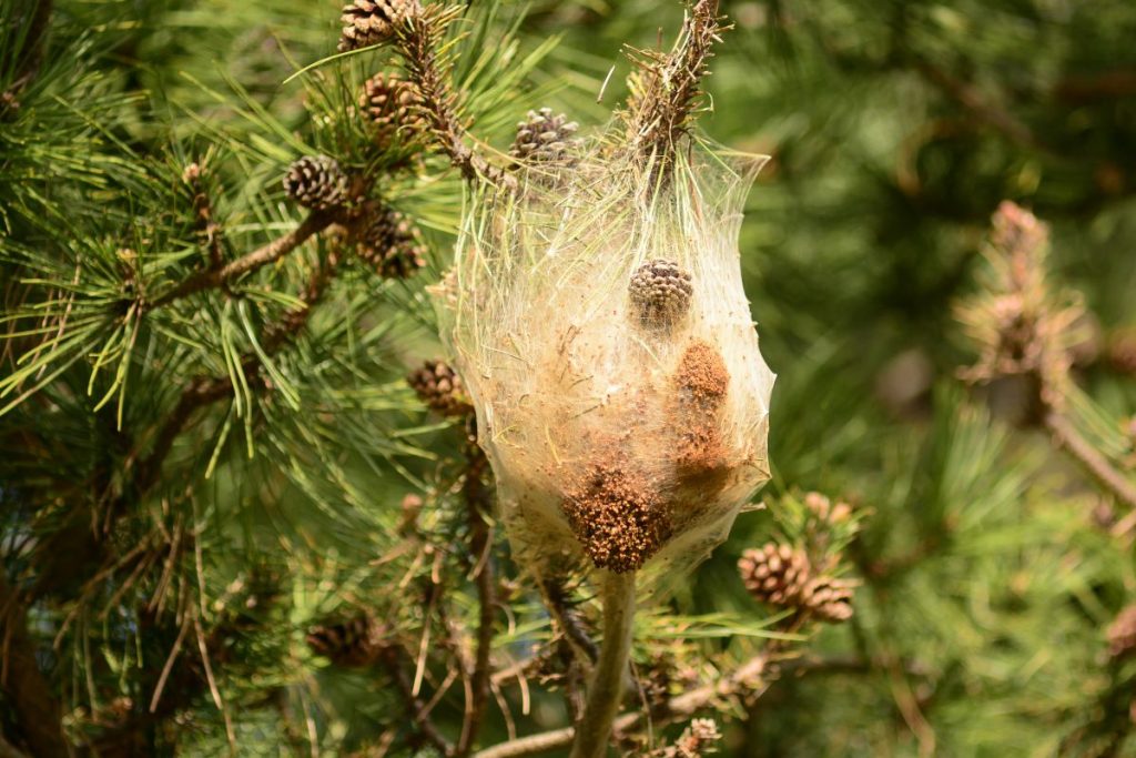 Processionaria del pino (Thaumetopoea pityocampa), nido con bruchi @ AdobeStock