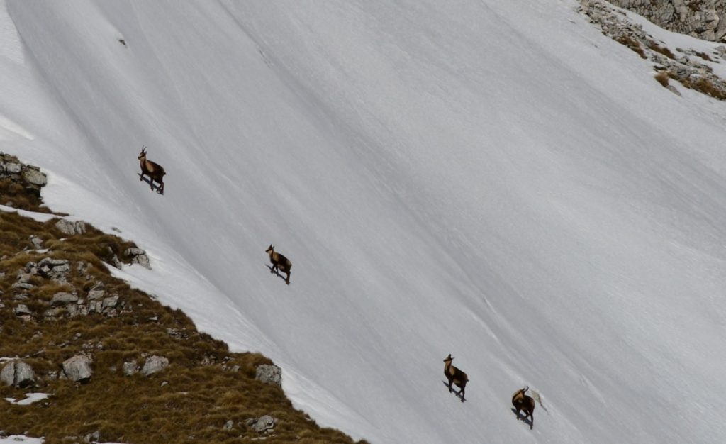 Camosci sulla Meta, foto Stefano Ardito
