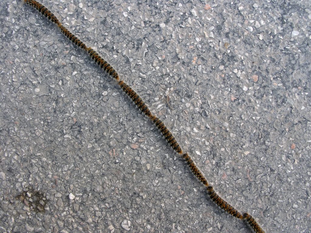 08 Processionarie in marcia. @ AdobeStock