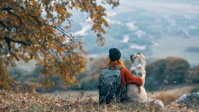 La gita con il cane è un piacere. Ma i rischi sono tanti @ AdobeStock