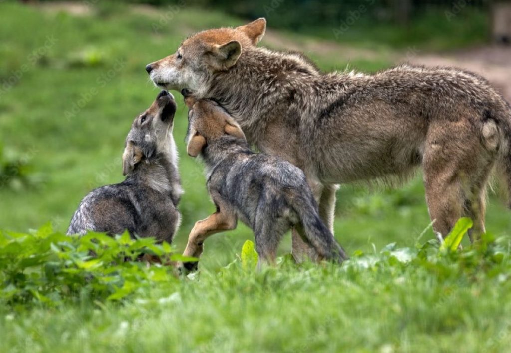 Lupi, interno di famiglia @ Adobe Stock