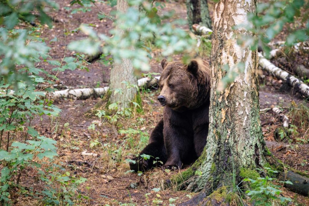 Un orso bruno al riparo nella foresta. @ AdobeStock