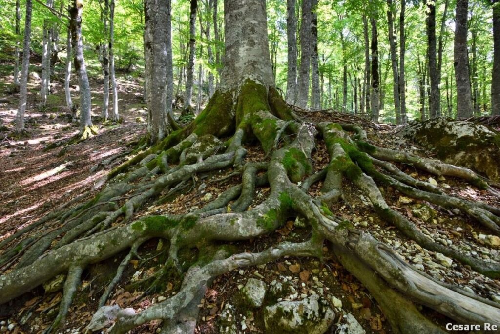 Faggi a Prati di Tivo, in Abruzzo. Foto Cesare Re