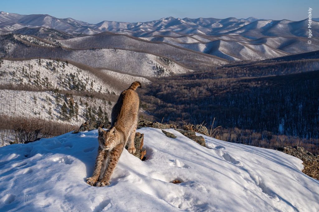 Frontier of the linx, la foto vincitrice della categoria Animals in their Environment C Igor Metelskiy, Wildlife Photographer of the Year