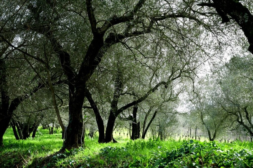 Ulivi tra San Lorenzo Nuovo e Bolsena, foto Stefano Ardito