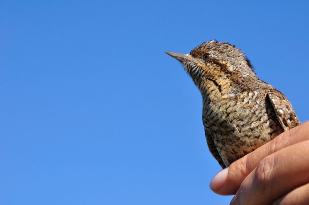 Ventotene, inanellamento di un torcicollo, foto Stefano Ardito