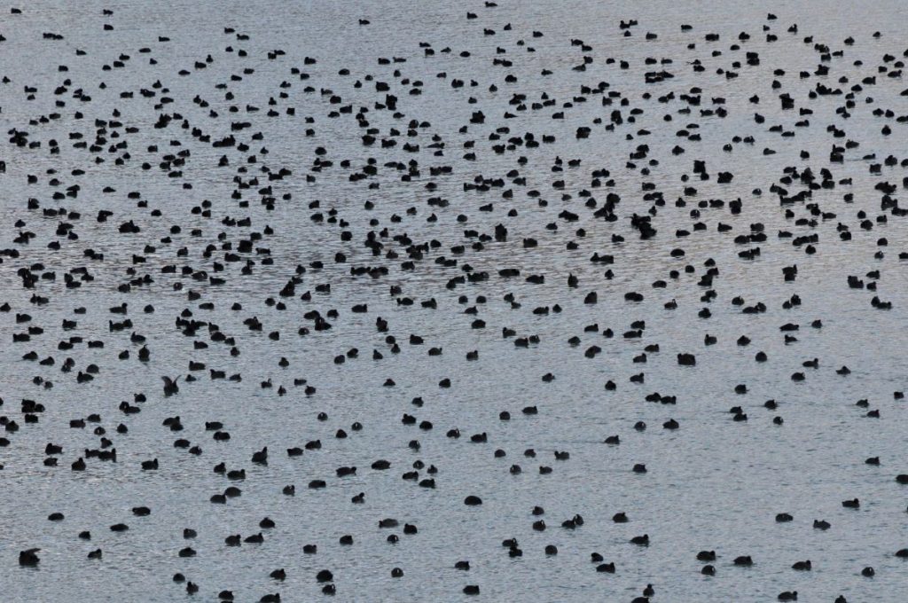 Folaghe sul lago di Campotosto, foto Stefano Ardito