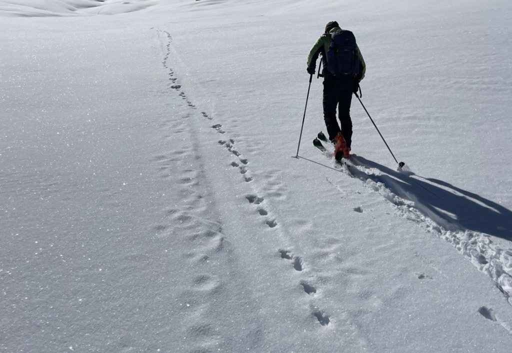 La volpe non ha fatto il corso di scialpinismo, foto M. Comi