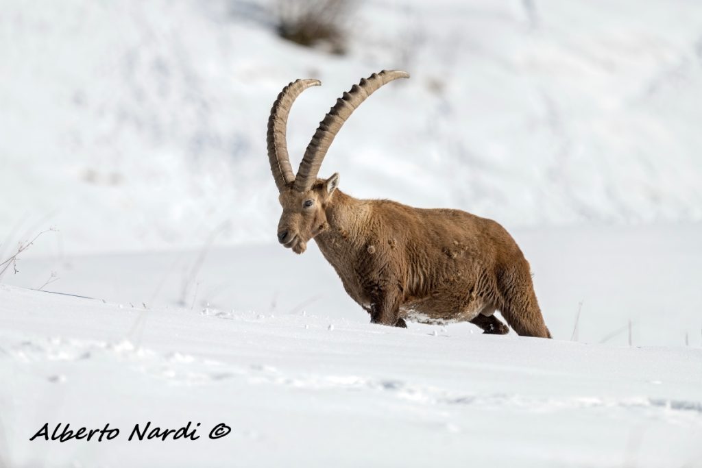 Sono frequenti gli avvistame4nti di ungulati. Foto Alberto Nardi