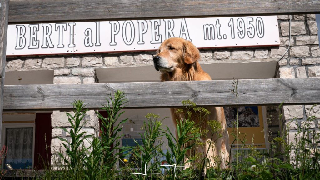Spritz, per tanti anni il BauGestore del rifugio Berti. Foto Luigi Tassi