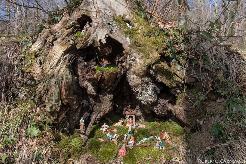 In alcune radici si osservano presepi permanenti. Foto RobertoCarnevali_