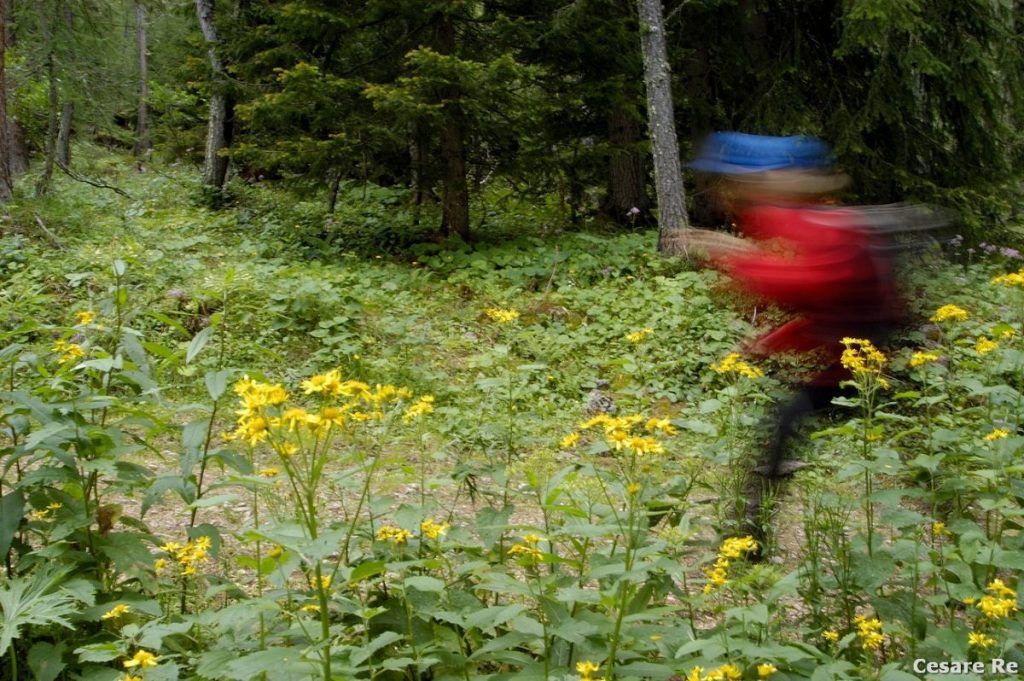 Nella Foresta di Paneveggio (TN). Foto Cesare Re