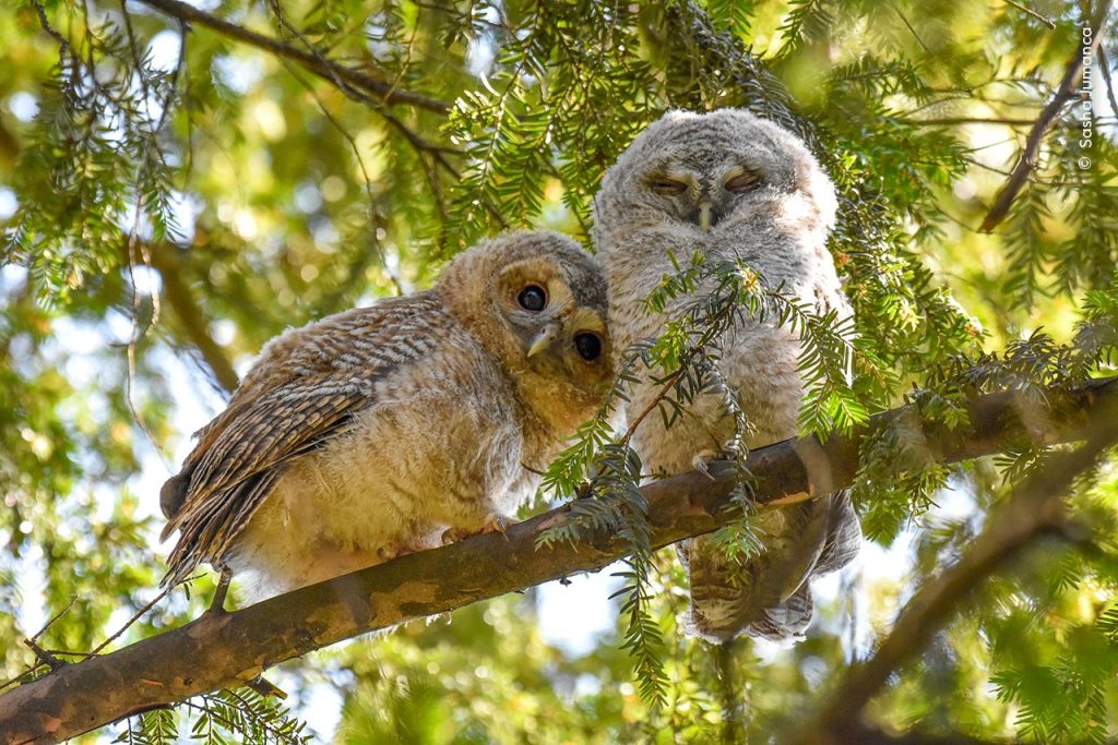 Una delle foto in mostra al Forte di Bard C Sasha Jumanca, Wildlife Photographer of the Year
