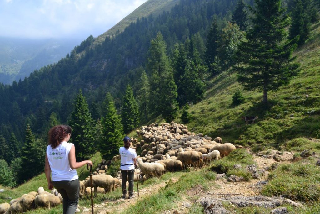 Volontari accompagnano e proteggono il bestiame @ pasturs.org