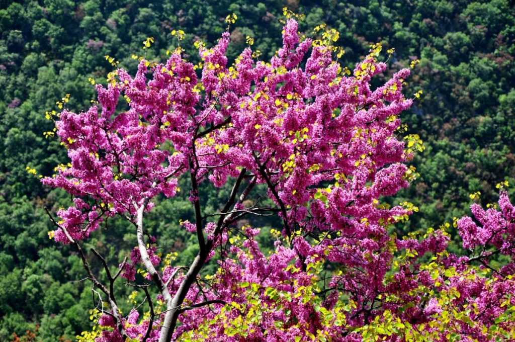 Fioriture al Monte Morra, foto Stefano Ardito