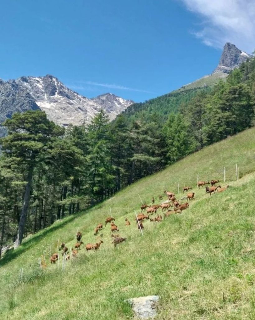 Mandrie al pascolo. FB pasturs