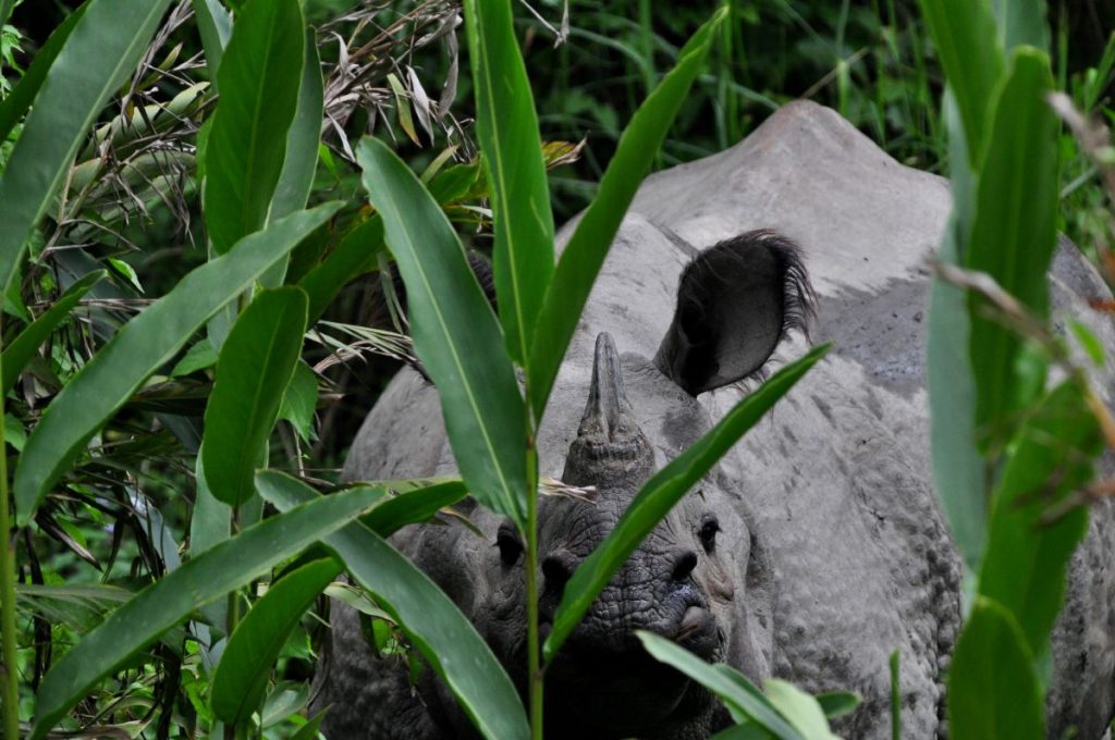 Un rinoceronte nel Parco di Chitwan, foto Stefano Ardito