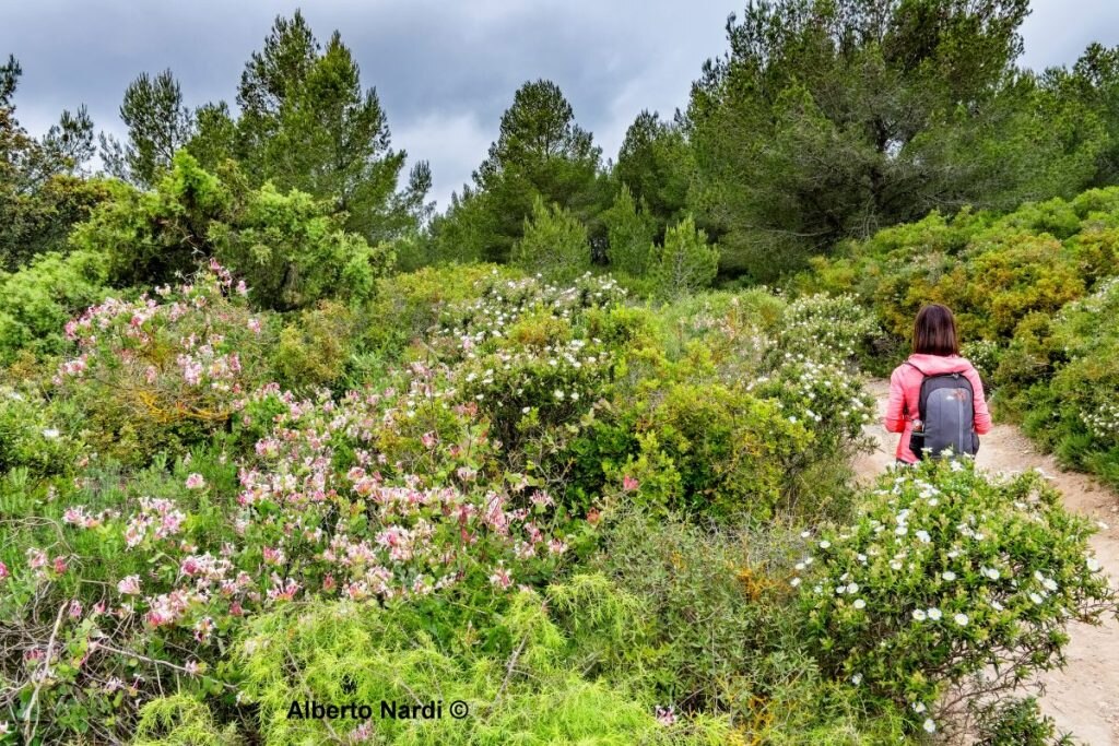 Fioriture lungo il sentiero. Foto Alberto Nardi