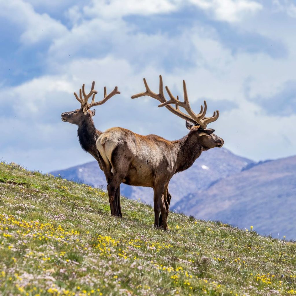 @ Stu Smith - FB Comedy Wildlife Photography Awards