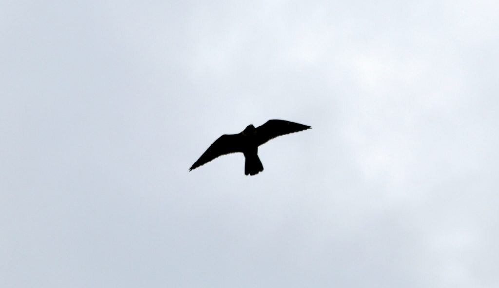 Falco pellegrino al Monte Morra, foto Stefano Ardito (2)