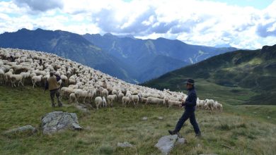 Da una passata edizione del progetto Pasturs @pasturs.org
