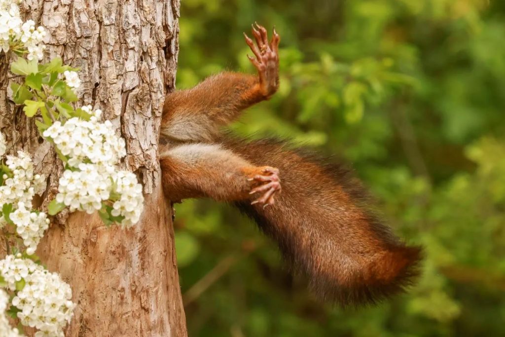 Stuck squirrel @ Milko Marchetti - Comedy Wildlife
