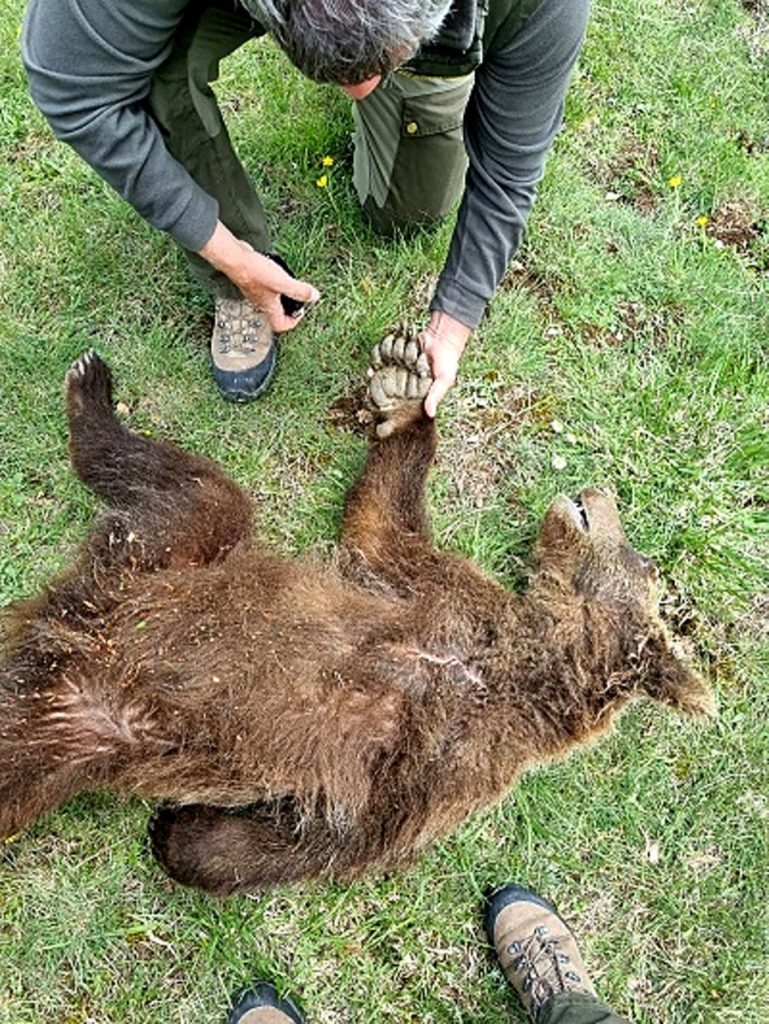 Il recupero degli orsi annegati a Scanno. Foto PNALM