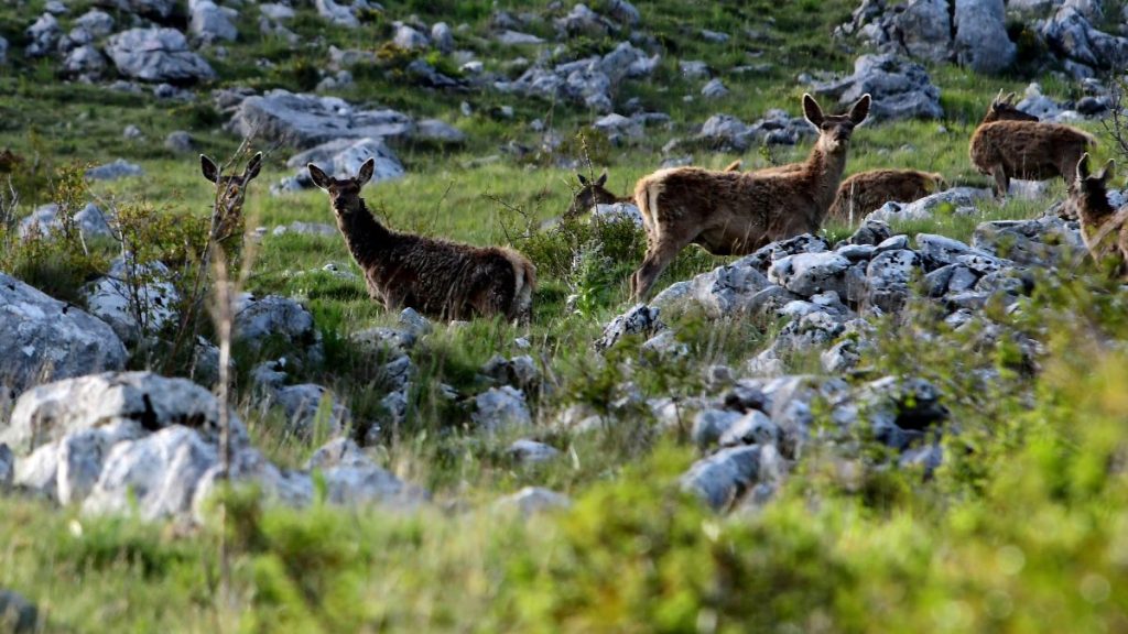 Femmine di cervo a Pianezza, nell